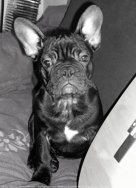 Photo de Bouledogue franais