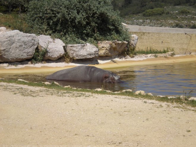 Photo de Hippopotame