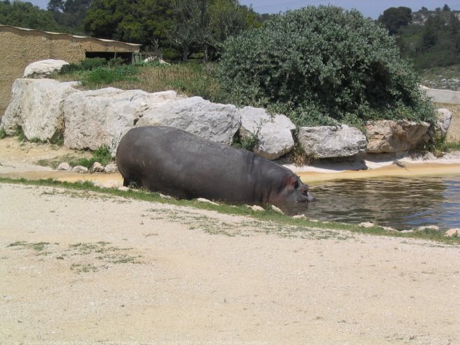 Photo de Hippopotame