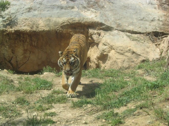 Photo de Tigre