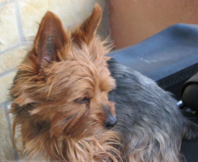 Photo de Yorkshire terrier