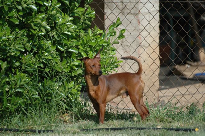 Photo de Pinscher nain