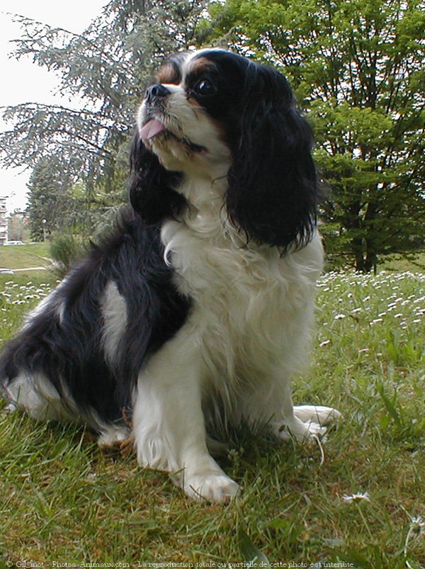 Photo de Cavalier king charles spaniel