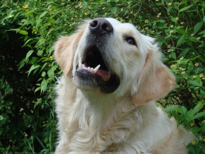 Photo de Golden retriever