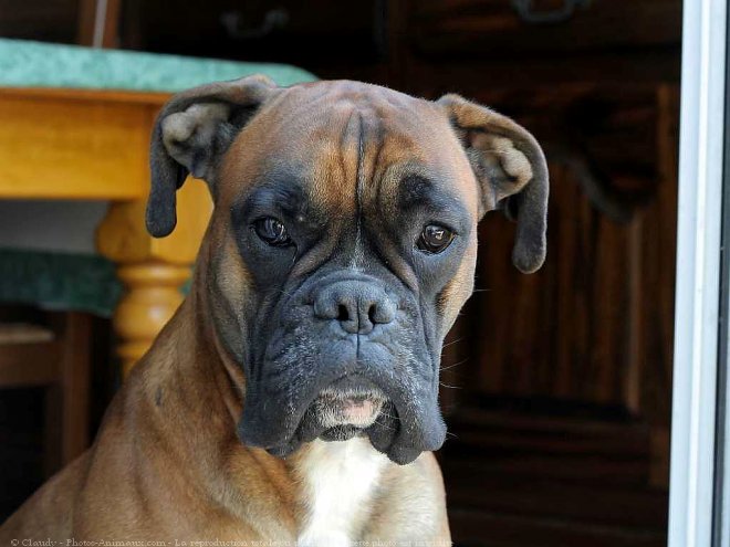 Photo de Boxer