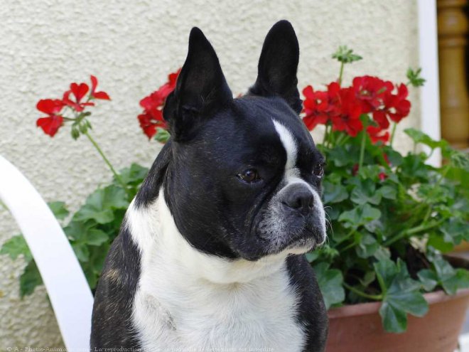 Photo de Boston terrier