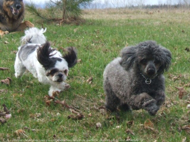 Photo de Races diffrentes