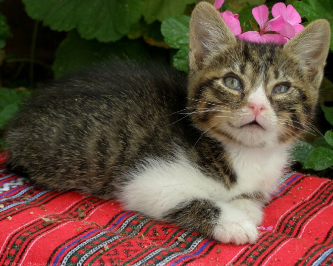 Photo de Chat domestique