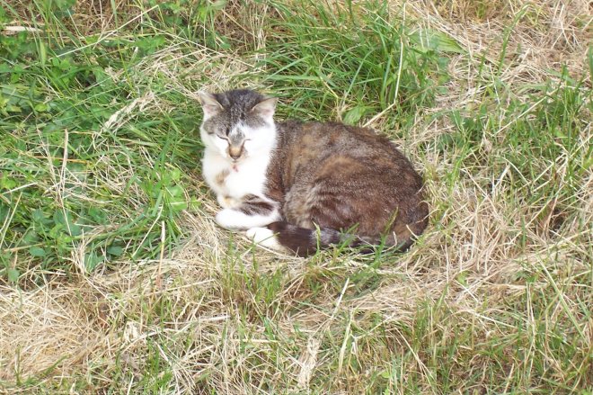 Photo de Chat domestique