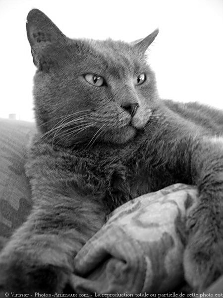 Photo de Chartreux