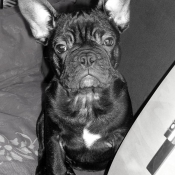 Photo de Bouledogue franais