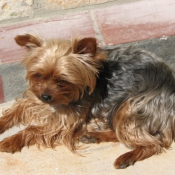 Photo de Yorkshire terrier