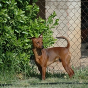 Photo de Pinscher nain