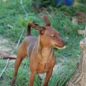 Photo de Pinscher nain