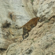 Photo de Tigre