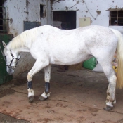 Photo de Lipizzan