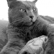 Photo de Chartreux