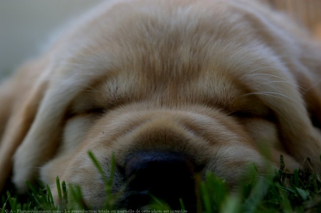 Photo de Labrador retriever