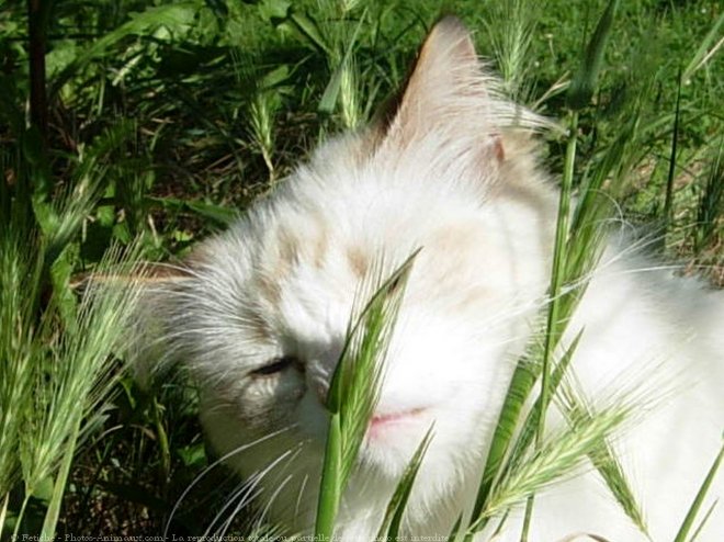 Photo de Ragdoll