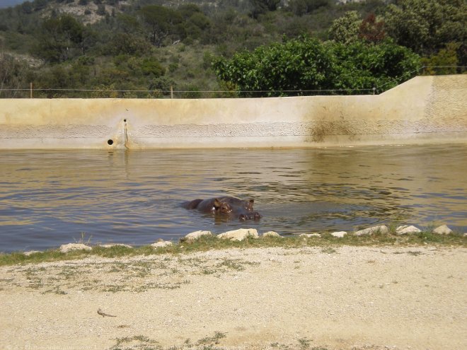 Photo de Hippopotame