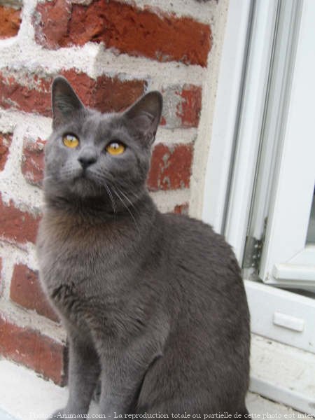 Photo de Chartreux