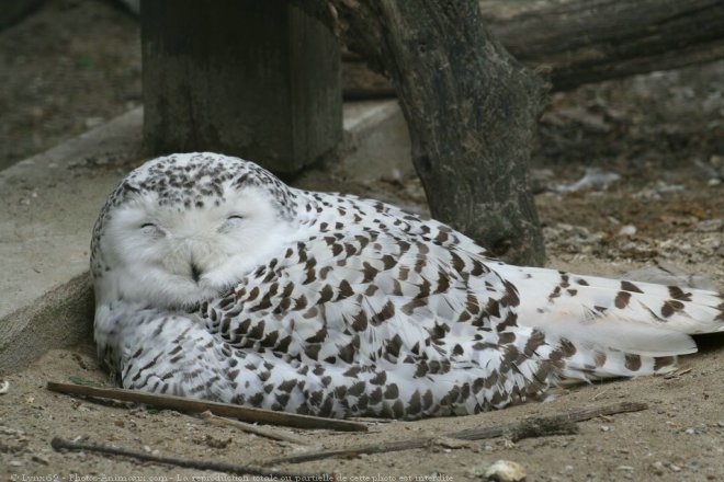 Photo de Harfang des neiges