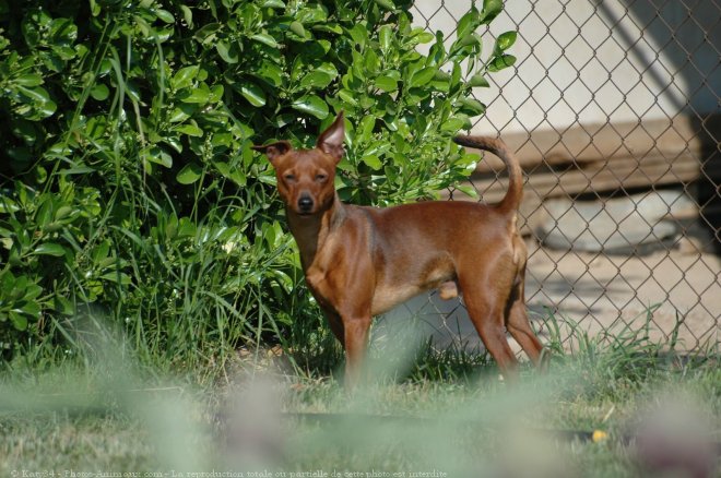 Photo de Pinscher nain