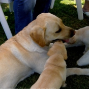 Photo de Labrador retriever