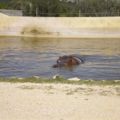 Photo de Hippopotame