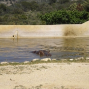 Photo de Hippopotame