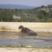 Photo de Hippopotame