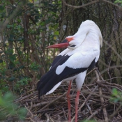 Photo de Cigogne