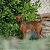 Photo de Pinscher nain