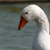 Photo d'Oie blanche