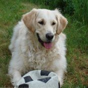 Photo de Golden retriever