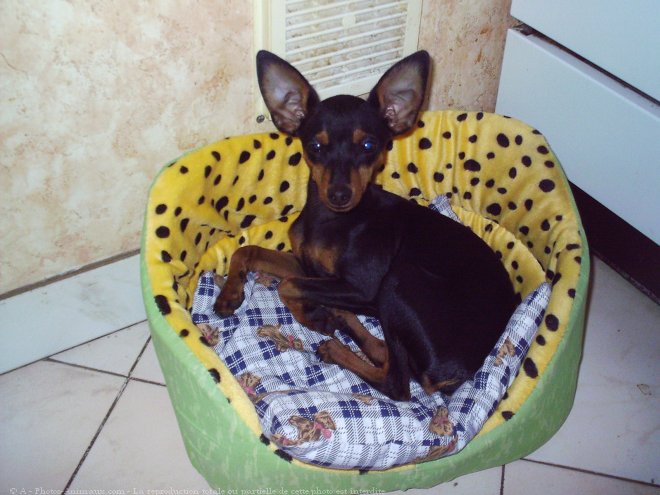 Photo de Pinscher nain