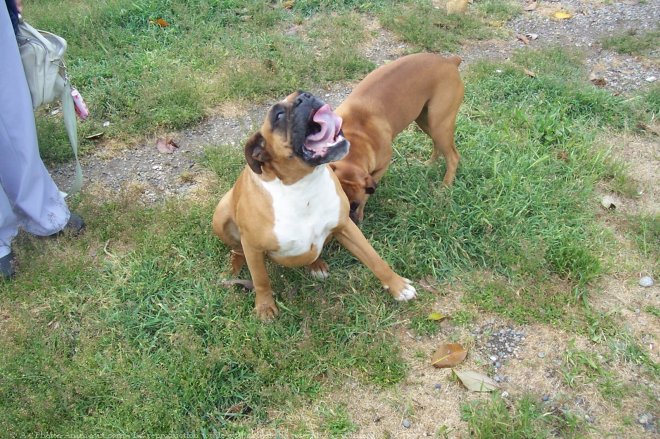 Photo de Boxer