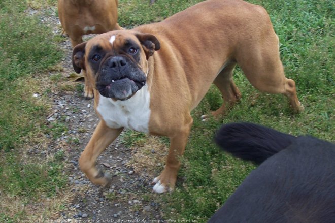 Photo de Boxer