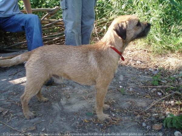 Photo de Border terrier