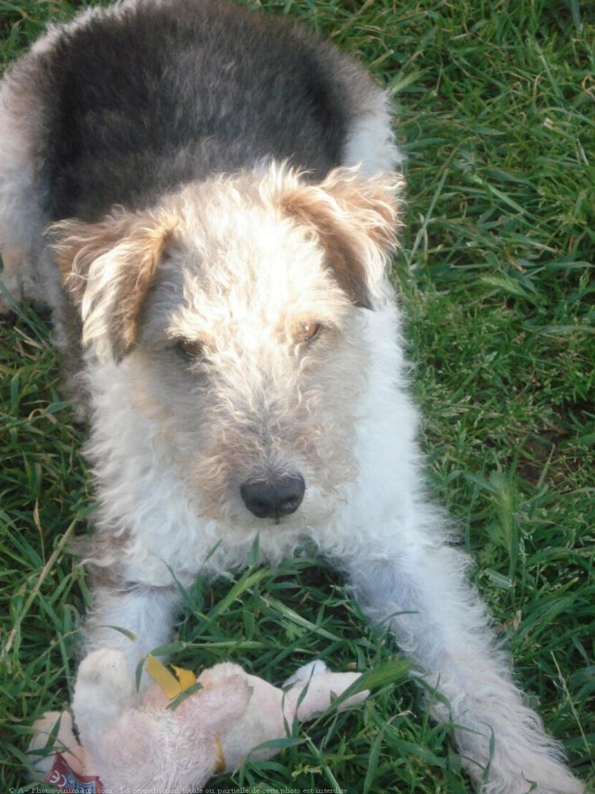 Photo de Fox terrier  poil dur