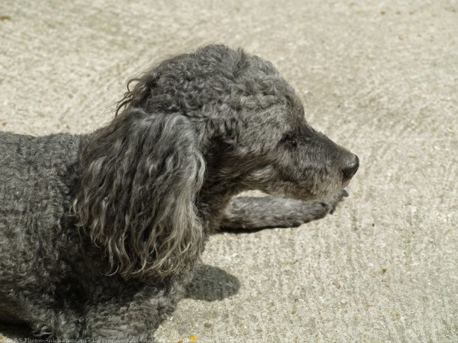 Photo de Caniche moyen