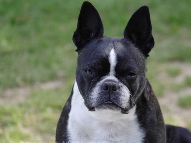 Photo de Boston terrier