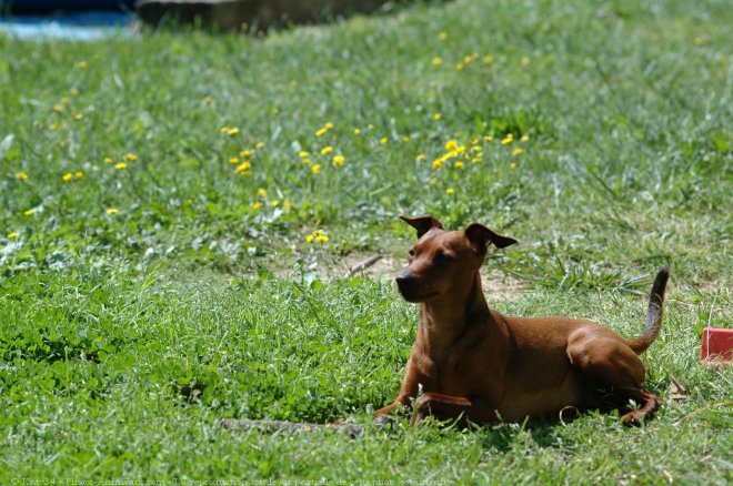 Photo de Pinscher nain