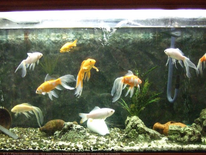 Photo de Poissons exotiques