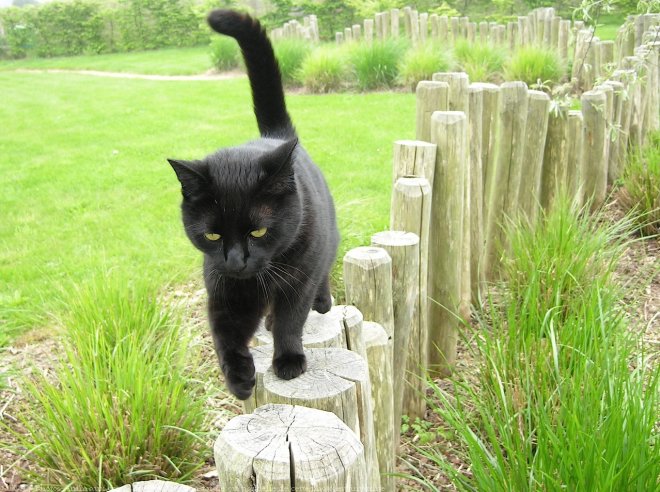 Photo de Chat domestique