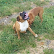 Photo de Boxer