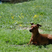 Photo de Pinscher nain