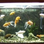 Photo de Poissons exotiques