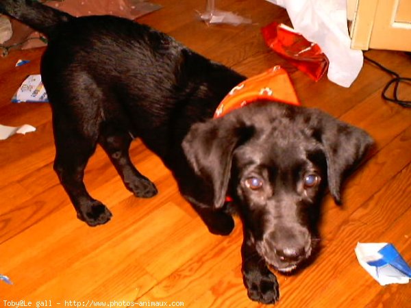 Photo de Labrador retriever