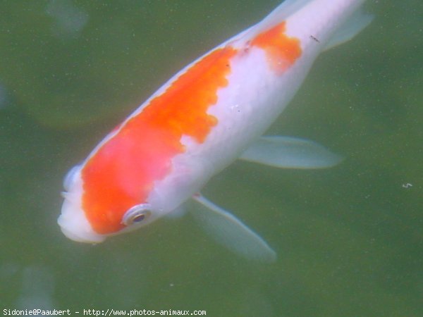 Photo de Poissons rouges